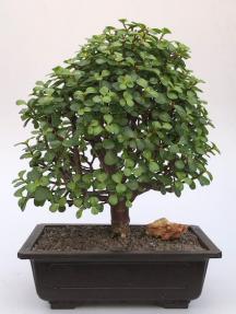 Baby Jade Bonsai Tree<br><i>(Portulacaria Afra)</i>