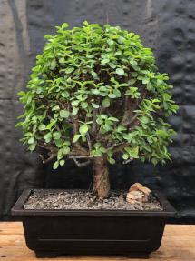 Baby Jade Bonsai Tree<br><i>(Portulacaria Afra)</i>