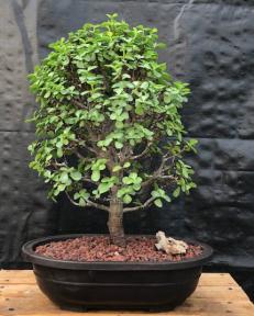 Baby Jade Bonsai Tree<br><i>(Portulacaria Afra)</i>