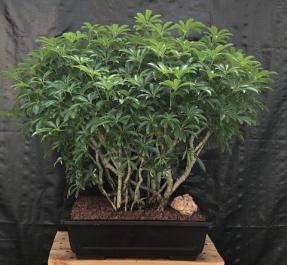 Hawaiian Umbrella Bonsai Tree<br>Banyan Style - Variegated <br>(arboricola schfflera)