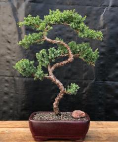 Juniper Bonsai Tree - Trained <br><i>(juniper procumbens nana)</i>