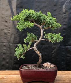 Juniper Bonsai Tree - Trained <br><i>(juniper procumbens nana)</i>