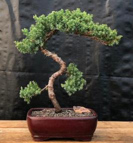 Juniper Bonsai Tree - Trained <br><i>(juniper procumbens nana)</i>