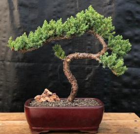 Juniper Bonsai Tree - Trained <br><i>(juniper procumbens nana)</i>