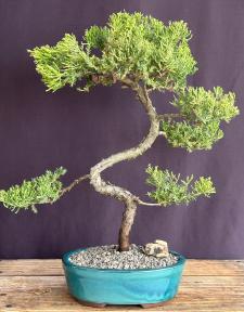 Juniper Bonsai Tree - Trained <br><i>(juniper procumbens nana)</i>