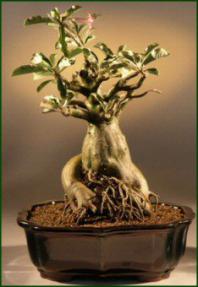 Desert Rose Bonsai Tree<br><i>(adenium obesum)</i>