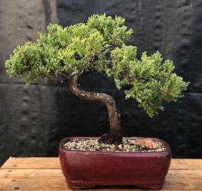 Juniper Bonsai Tree - Trained <br><i>(juniper procumbens nana)</i>