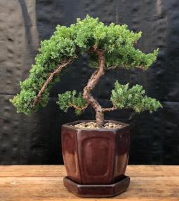 Juniper Bonsai Tree - Trained <br><i>(juniper procumbens nana)</i>