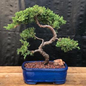 Juniper Bonsai Tree - Trained <br><i>(juniper procumbens nana)</i>