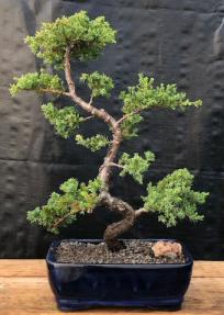 Juniper Bonsai Tree - Trained <br><i>(juniper procumbens nana)</i>