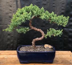 Juniper Bonsai Tree - Trained <br><i>(juniper procumbens nana)</i>