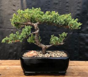 Juniper Bonsai Tree - Trained <br><i>(juniper procumbens nana)</i>