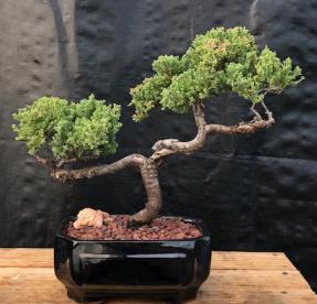 Juniper Bonsai Tree - Trained <br><i>(juniper procumbens nana)</i>