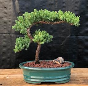 Juniper Bonsai Tree - Trained <br><i>(juniper procumbens nana)</i>