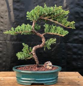 Juniper Bonsai Tree - Trained <br><i>(juniper procumbens nana)</i>