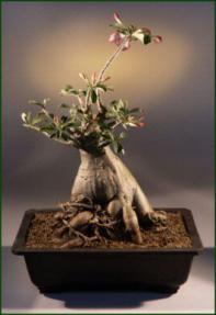 Desert Rose Bonsai Tree<br><i>(adenium obesum)</i>