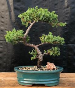 Juniper Bonsai Tree - Trained <br><i>(juniper procumbens nana)</i>