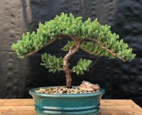 Juniper Bonsai Tree - Trained <br><i>(juniper procumbens nana)</i>