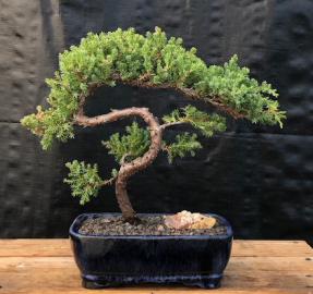 Juniper Bonsai Tree - Trained <br><i>(juniper procumbens nana)</i>