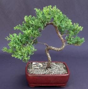 Juniper Bonsai Tree - Trained <br><i>(juniper procumbens nana)</i>