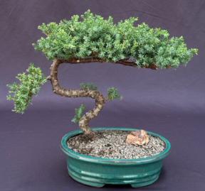 Juniper Bonsai Tree - Trained <br><i>(juniper procumbens nana)</i>