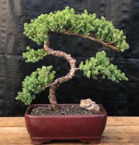 Juniper Bonsai Tree - Trained <br><i>(juniper procumbens nana)</i>