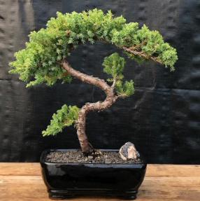 Juniper Bonsai Tree - Trained <br><i>(juniper procumbens nana)</i>