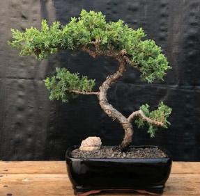 Juniper Bonsai Tree - Trained <br><i>(juniper procumbens nana)</i>