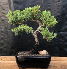 Juniper Bonsai Tree - Trained <br><i>(juniper procumbens nana)</i>