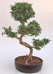 Flowering Fukien Tea Bonsai Tree<br>Curved Trunk & Tiered Branching<br><i>(ehretia microphylla)</i>