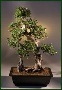 Fukien Tea Bonsai Tree<br><i>(carmona)</i><br>18