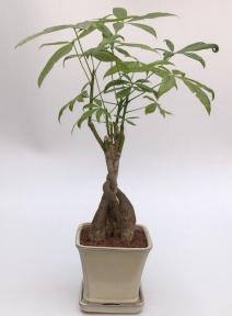 Money Bonsai Tree - Braided Trunk<br><i>(pachira aquatica)</i>