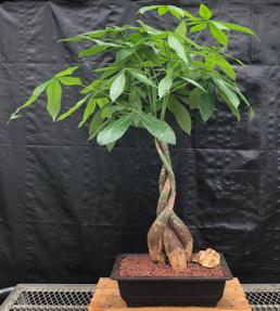 Money Bonsai Tree - Braided Trunk<br><i>(pachira aquatica)</i>