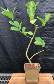 Flowering Buddhas Hand Citrus Bonsai Tree<br>(Citrus medica var. sarcodactylis)