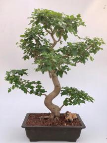 Flowering Ligustrum Bonsai Tree<br>Curved Trunk & Tiered Branching Style<br><i>(ligustrum lucidum)</i>