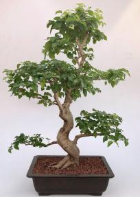 Flowering Ligustrum Bonsai Tree<br>Curved Trunk & Tiered Branching Style<br><i>(ligustrum lucidum)</i>