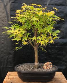 Coral Bark Japanese Maple Bonsai Tree<br>(Acer palmatum 'Sango-kaku')
