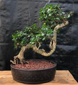 Flowering Fukien Tea Bonsai Tree<br>Semi Cascade Style<br>(ehretia microphylla)</i>