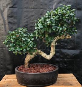 Flowering Fukien Tea Bonsai Tree<br>Semi Cascade Style<br>(ehretia microphylla)</i>