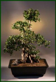Fukien Tea Bonsai Tree<br><i>(ehretia microphylla)</i><br>19