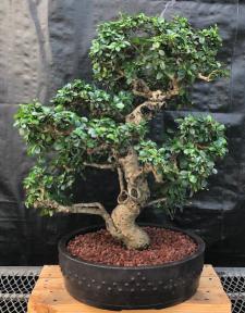 Flowering Fukien Tea Bonsai Tree<br>Curved Trunk & Tiered Branching<br><i>(ehretia microphylla)</i>