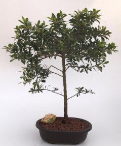 Flowering Brush Cherry Bonsai Tree<br><i>(eugenia myrtifolia)</i>