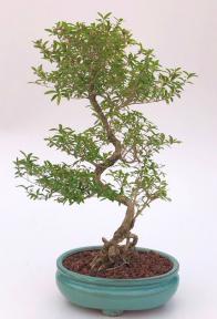 Chinese Flowering White Serissa<br> Bonsai Tree of a Thousand Stars <br>Curved Trunk Style<br>(serissa japonica)</i>