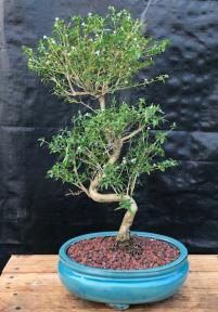 Chinese Flowering White Serissa<br> Bonsai Tree of a Thousand Stars <br>Curved Trunk Style<br>(serissa japonica)</i>