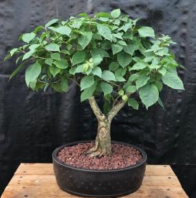 Flowering Bougainvillea Bonsai Tree<br><i>(Pink Pixie)</i>