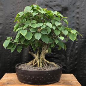 Cultivate a Bougainvillea Bonsai - Phoenix Home & Garden