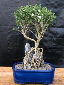 Flowering Mount Fuji Serissa Bonsai Tree<br>Root Over Rock Style<br><i>(serissa foetida)</i>