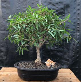 Willow Leaf Ficus Bonsai Tree<br><i>(Ficus Nerifolia/Salisafolia) </i>