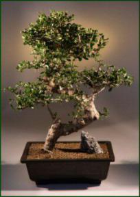Fukien Tea Bonsai Tree<br><i>(ehretia microphylla)</i><br>17
