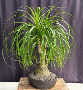 Ponytail Palm Multi Trunk Bonsai Tree <br><i>(beaucamea recurvata)</i>